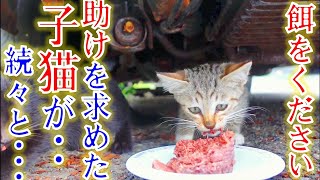 衝撃！助けを求める小さな子猫に餌を与えると驚きの光景が・・・！