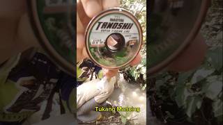 Strike Menggunakan Senar Pancing MASYAI TANOSHI. #mancing #fishing