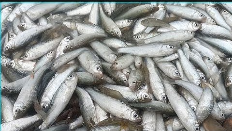 Tập 16 | Thăm Dớn Cá Mùa Nước Nổi Trúng Mánh Luồng Cá Linh Thấy Mê @GócnhỏQuêTui