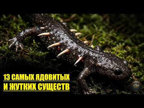 КОСНУЛСЯ И УМЕР: 13 ядовитых существ, которых нужно избегать! thumbnail