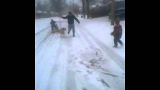 Steam bent dog sled, Dog sled How to build your own dog sled test run. Got plans online from chuck yeagers high school class. Had to change plans some. Those