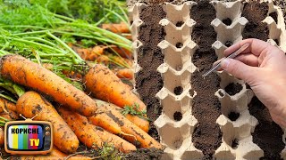 Більше ніякого проріджування та прополювання, геніальний спосіб посіву моркви