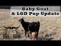 Farm Update on the baby goats and LGD pups | Kiko Meat Goats | Livestock Guard Dog pups | Goat Farm