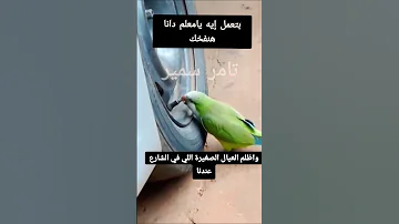 عرفتو الكاوتش بينام ليه اكسبلور تحشيش Comedy عقارات كوميديات ديكورات Funny في 