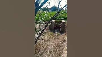 Thumbnail of Plum Tree, How To pollinate flowers, Honey bee 🐝 Best Polinater,Shorts, YouTube Short video