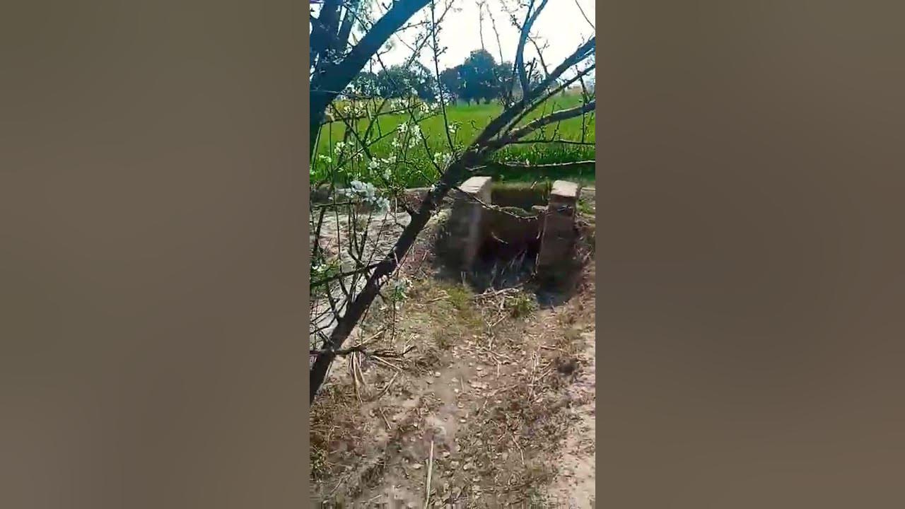 Plum Tree, How To pollinate flowers, Honey bee 🐝 Best Polinater,Shorts, YouTube Short video