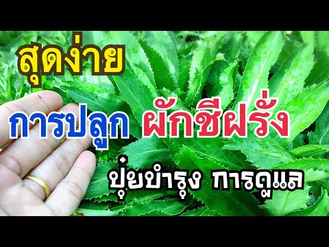 วีดีโอ: วิธีการให้น้ำผักชีฝรั่ง