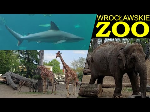 Video: Popis a fotografie zoo Wroclaw (Ogrod Zoologiczny) - Polsko: Wroclaw