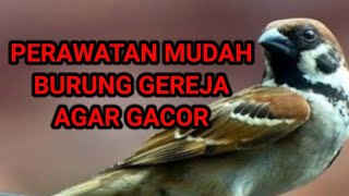 Cara mudah merawat burung gereja(burger) biar gacor