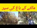 Maltay k bagh ki sair malik ji vlogs beautful garden maltay ka bagh foodies villagelife