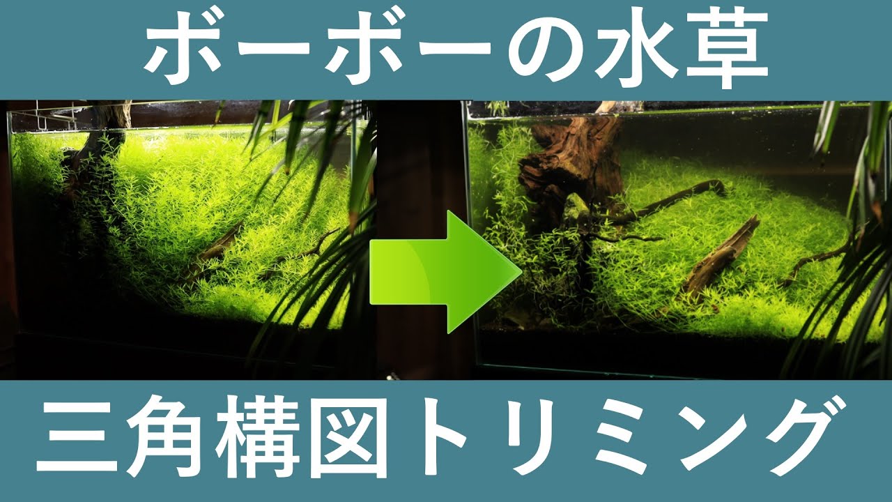 ボーボーの水草から 綺麗な三角構図水槽にトリミング アクアリウム Youtube