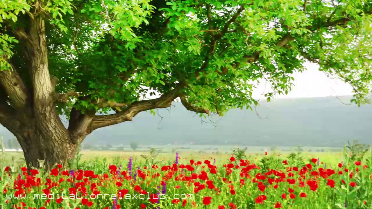 3 HOURS Relaxing Calming Music for Meditation and Well-being hilo musical en casa