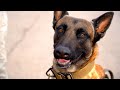 Search and Rescue Posse K9 volunteers