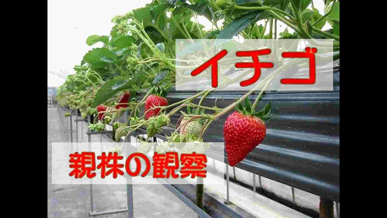 イチゴ栽培の実践 親株管理編５ 親株の観察 Youtube