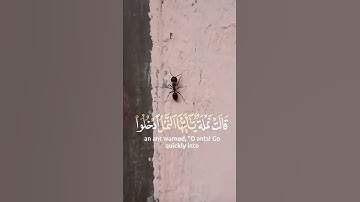 حتى اذا اتو على واد النمل قالت نملة يائها النمل ادخلو مساكنكم #قران_كريم #قرآن #آيات #دعاء #اسلام