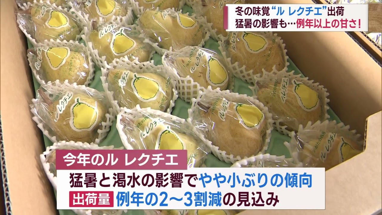 冬の味覚「ル レクチエ」猛暑・渇水乗り越え甘さ上々 22日から店頭に