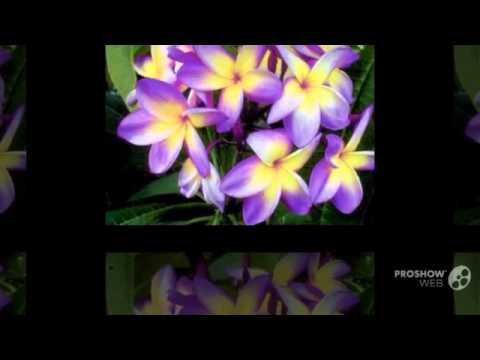 Video: Plumeria - Një Simbol I Pavdekësisë