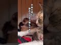 新しい命の誕生〜野良猫母から生まれた子猫達〜 #保護猫 #ネコ #子ネコ #かわいい猫 #動物プロダクション #ねこ #ねこ動画 #元気になる動画 #猫好きさんと繋がりたい #子猫 #動物