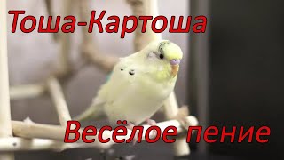 Веселое пение волнистого попугая Тоши в 11 месяцев by Тоша-картоша 3,613 views 10 months ago 17 minutes