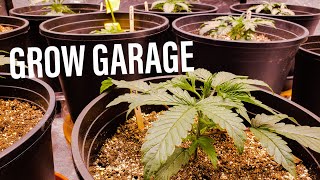 GROW GARAGE - Full Mephisto Run - GAIA GREEN won the vote hands down.