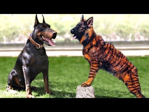 scary dog breeds