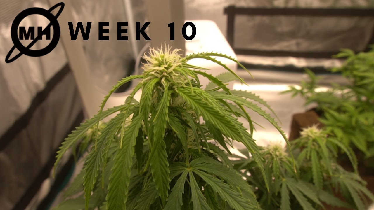 Week 10 Indoor Cannabis Grow Update BUDS FORMING! // Mars Hydro FC-E4800 Grow Light in 4x4 Grow Tent