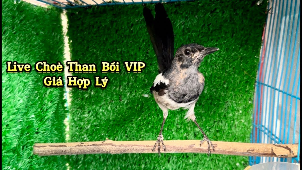 Than Bổi Tuyển VIP Nào AE Ơi ❤️