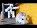 Major hamster in most extreme hamster maze with traps hamster maze diy