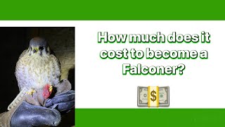 Do you have to be rich to be a Falconer? KJ Falconery