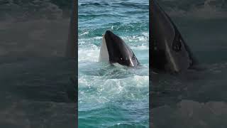 ララと匠のハグ回転&タッパ持ち回転いぃかんじ!! #Shorts #鴨川シーワールド #シャチ #Kamogawaseaworld #Orca #Killerwhale