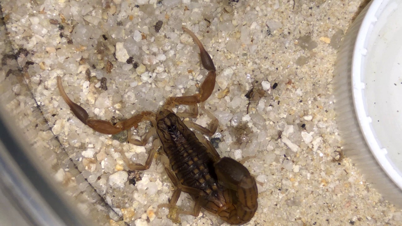 Hottentotta Hottentotta 3i After Molt Vid 4k 03 Youtube