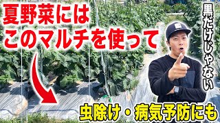 夏野菜にオススメなマルチ紹介！虫除けや病気予防にも！黒・白・銀色マ ルチの紹介