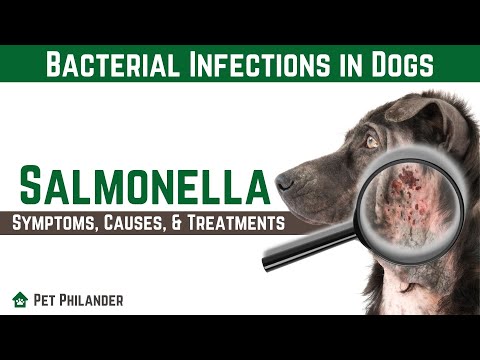 Video: Šunų parvoviruso simptomai ir gydymas