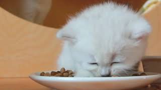 Чем лучше кормить котят? Чем лучше кормить котят?