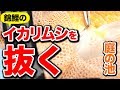 【庭の池】錦鯉の治療 寄生虫イカリムシを抜く #76 2018.5.7