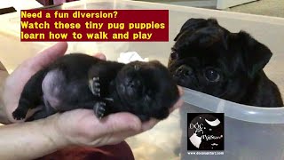 Luney and Mel's Pug Puppies, Episode 2:  Weeks 1 & 2