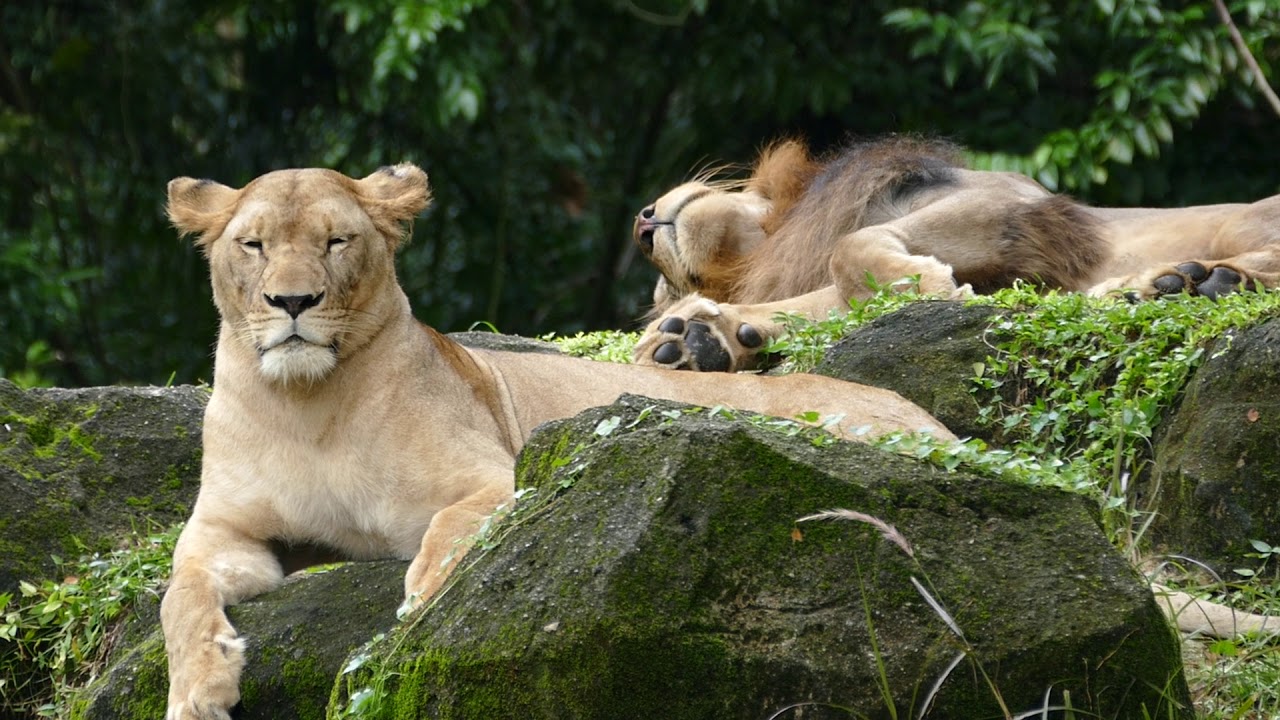 Singapore Zoo Lions