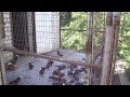 Ставропольские высоколетные голуби