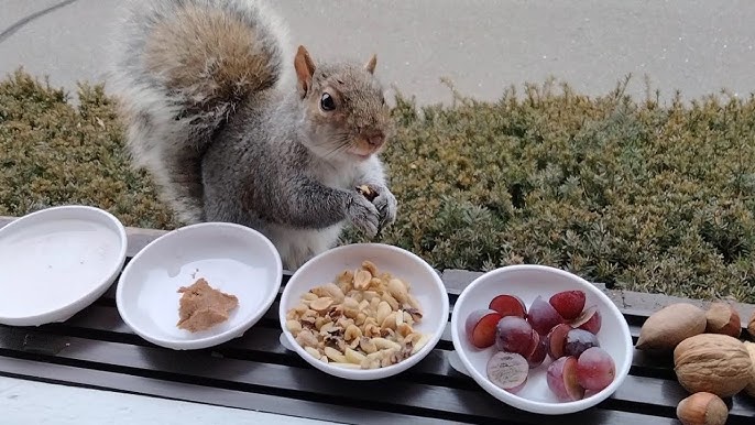 These 6 Baby Squirrels Accidentally Got Into a 'Rat King' Situation :  ScienceAlert