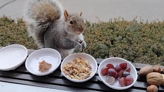 Special feast for my squirrels to celebrate National Squirrel Appreciation Day