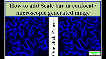 How to add scale bar in confocal image
