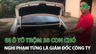 Đi ô tô trộm 38 con chó: Nghi phạm từng là Giám đốc công ty | VTC14