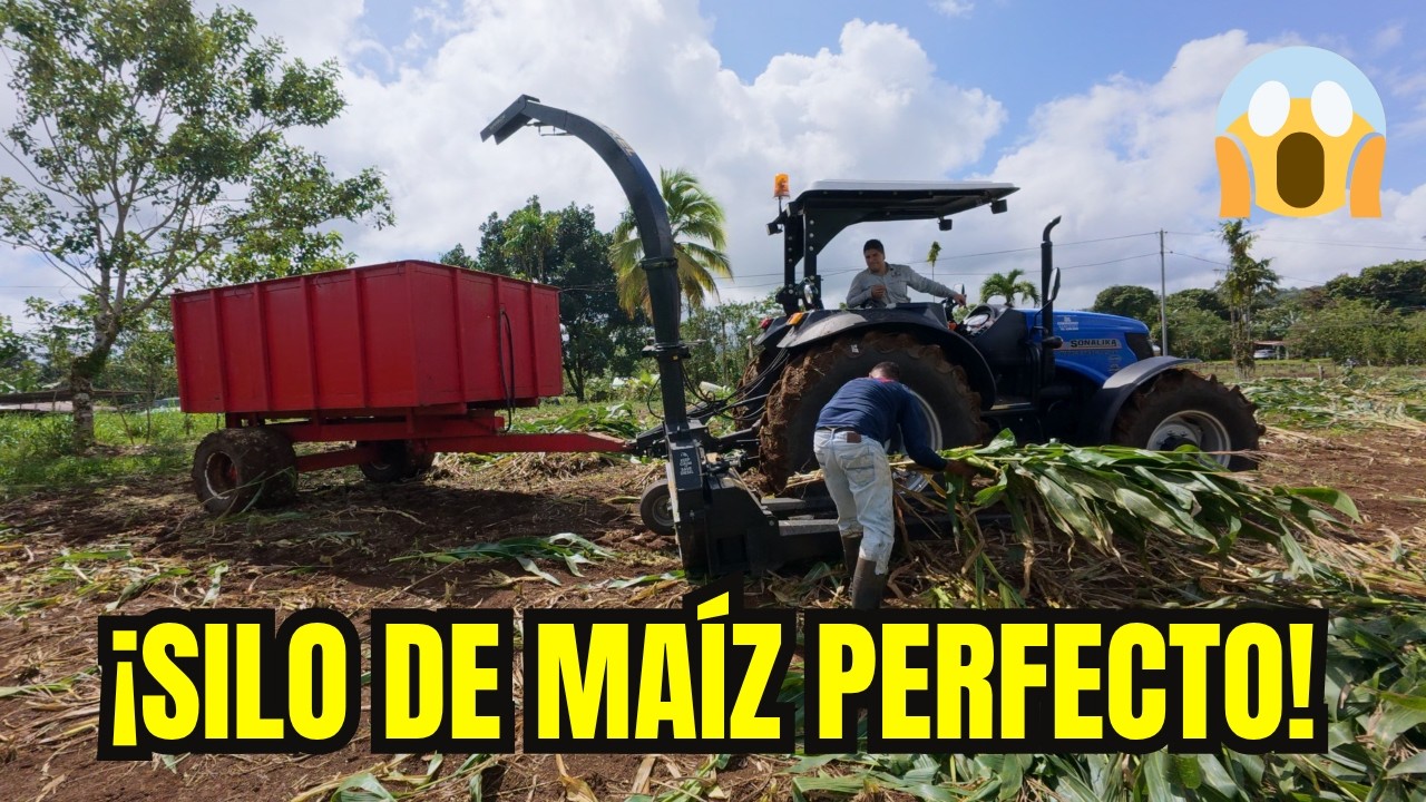 SILO DE MAIZ: La mejor FORMA de COSECHARLO