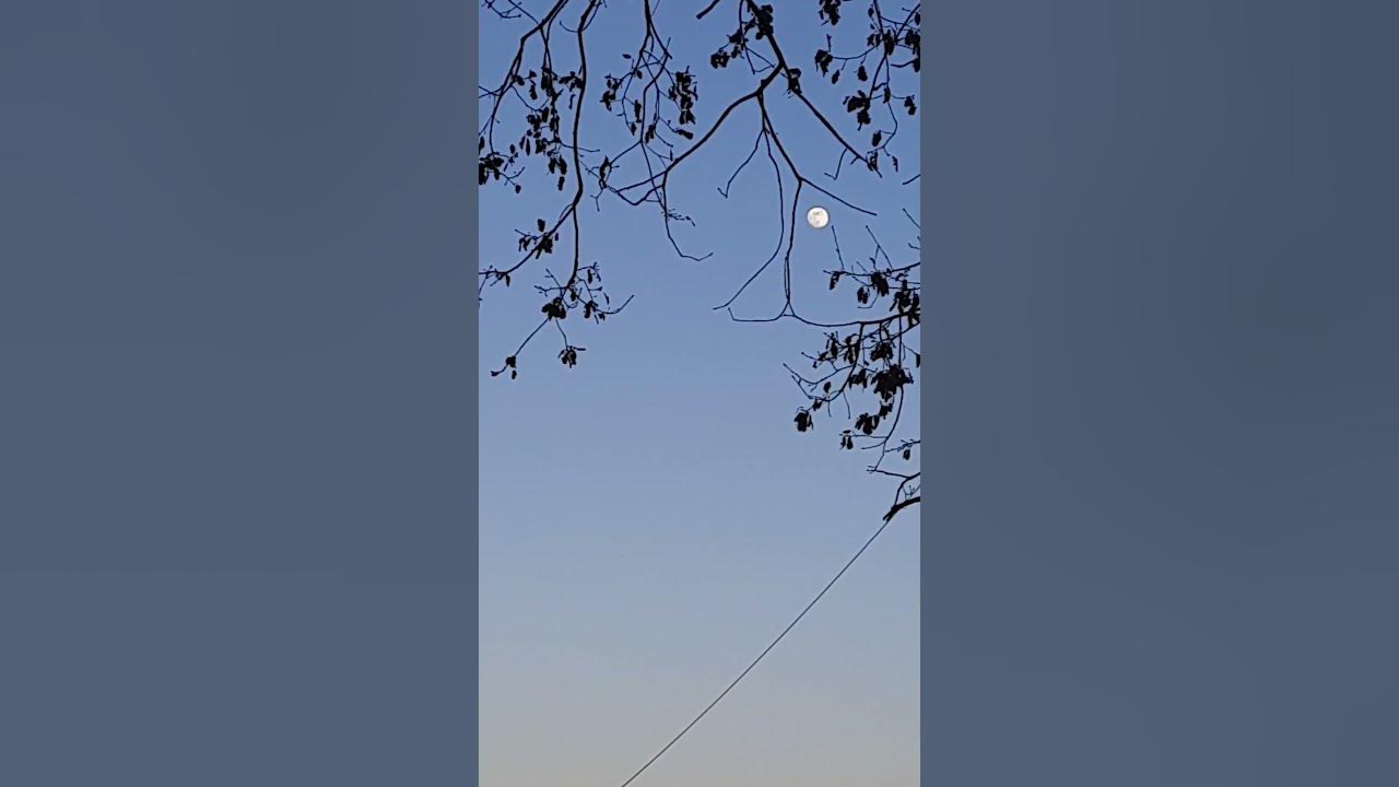 Che Fai Tu Luna In Ciel "Che fai tu, luna, in ciel?" - magic moon poetry |#viviilverde #