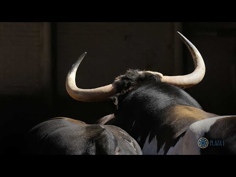 SORTEO | Corrida toros 1 junio, Alcurrucén