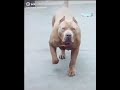 Pitbull khukhar pet 