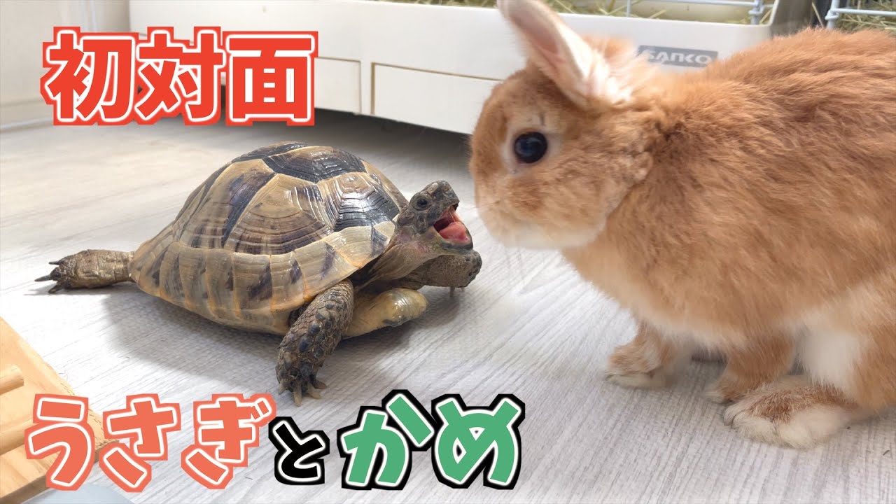 The first time I introduced a rabbit to a tortoise, the results