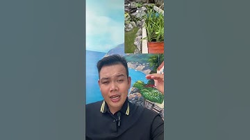 Các Nguyên nhân làm cho hồ cá koi nổi bọt #hocakoi #hokoi #shorts #short