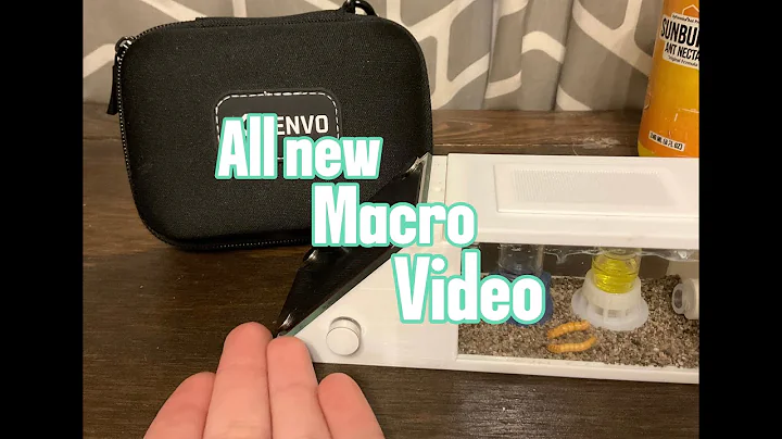 The Best Ant Macro Video #fyp #antslife #ants