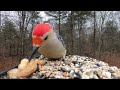 Eastern Bluebird, Mourning Doves, Red-Bellied Woodpecker